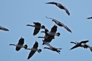 Canada Geese March 2018