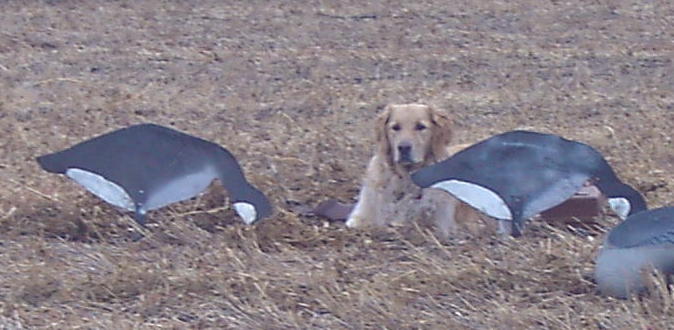 Canada Goose hunting