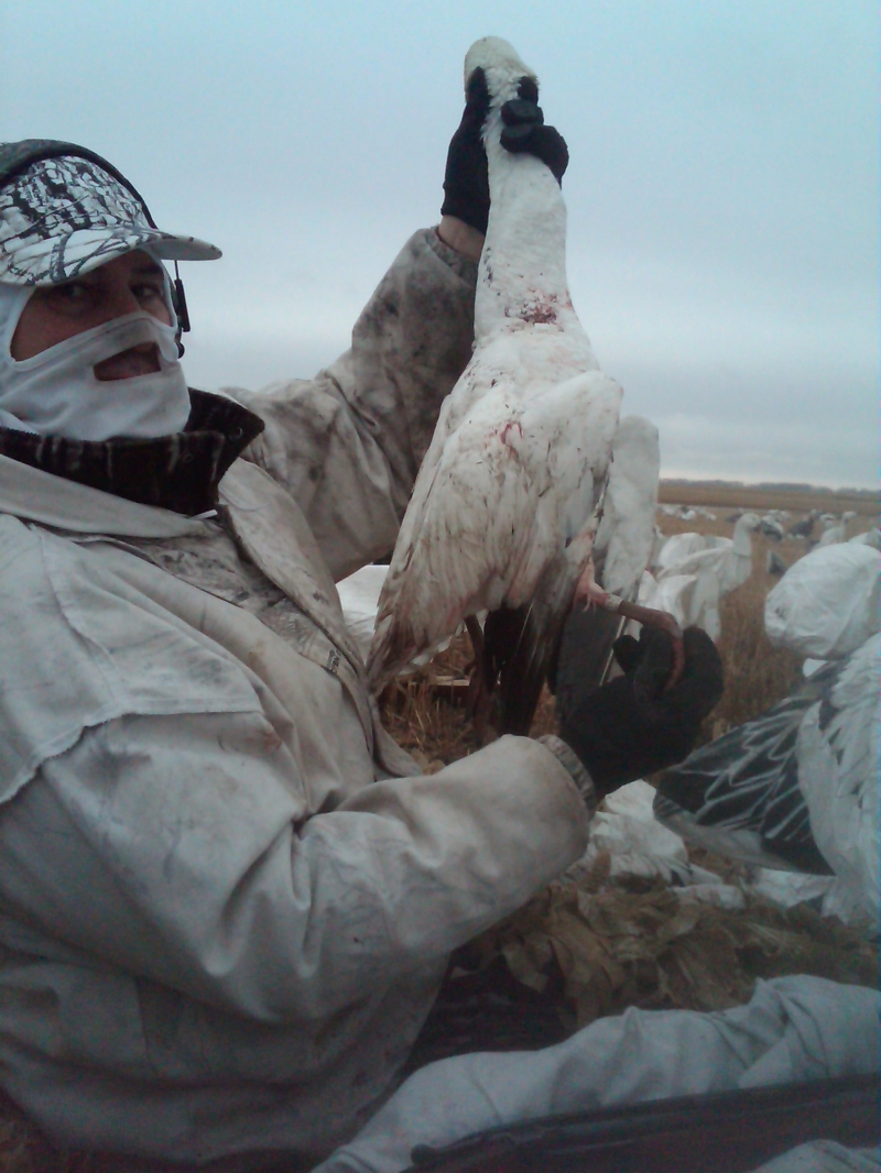 Banded snow goose - spring 2012