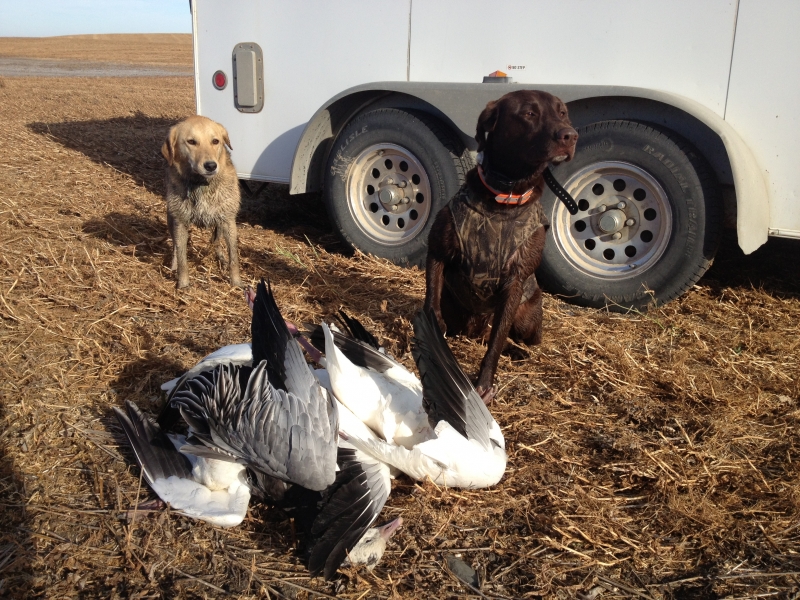 goose hunting dogs