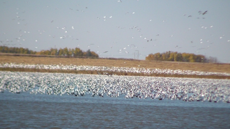 More than limit of Snow Geese