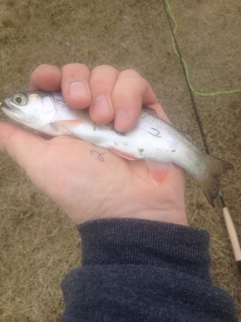 First Fish of 2014 Season