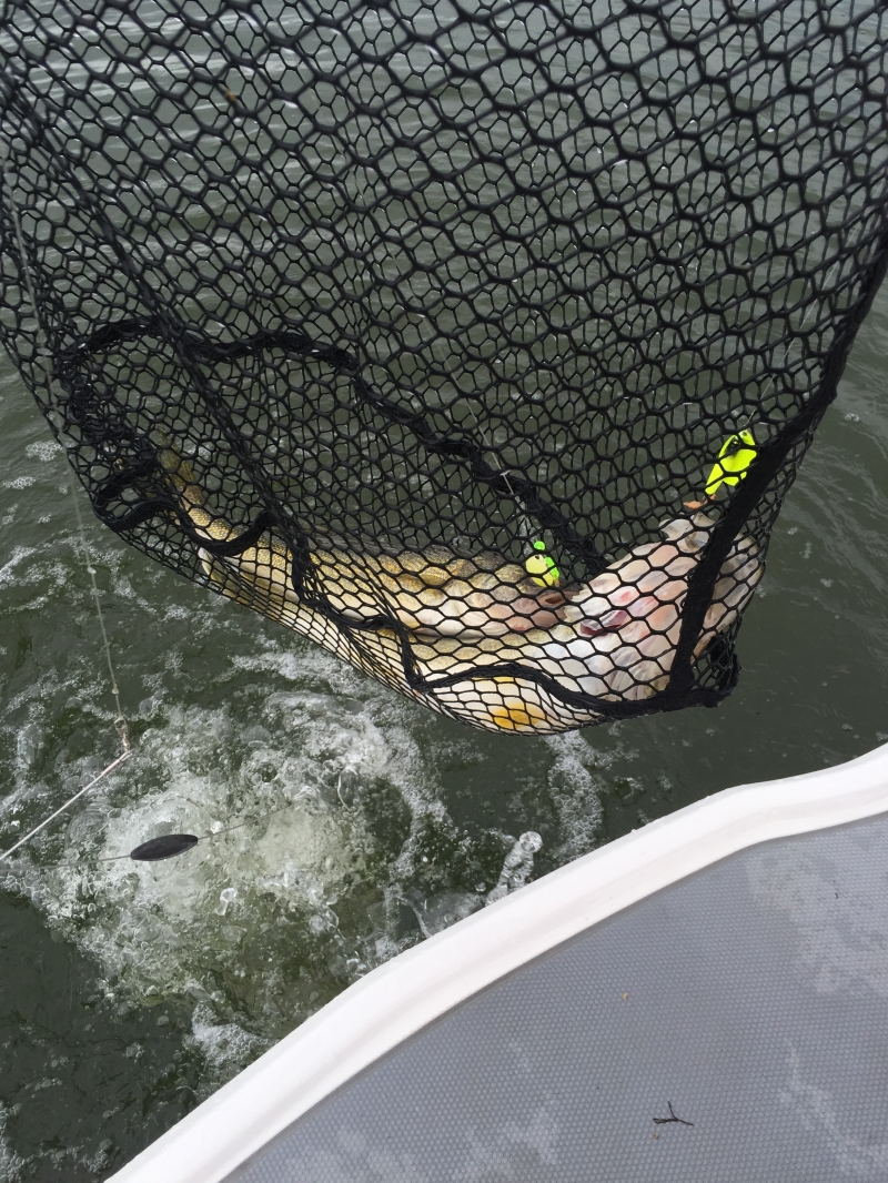 Walleye Double Header in the Net