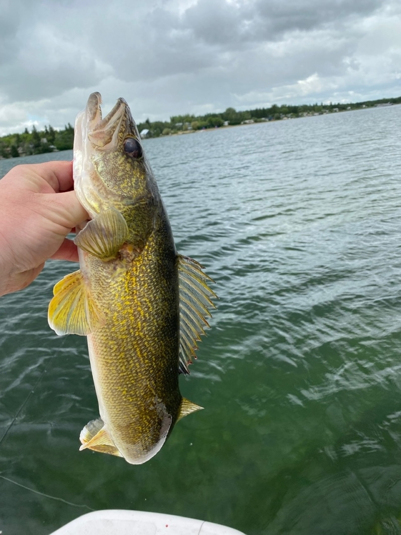 25” Walleye on the fly