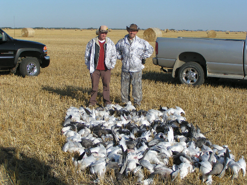 Pile of Snow Geese