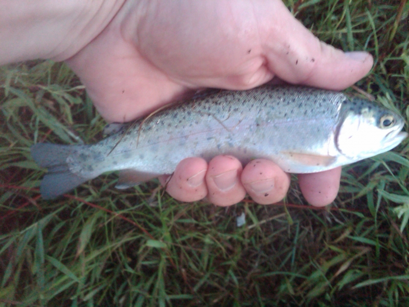 First Rainbow Trout of Summer