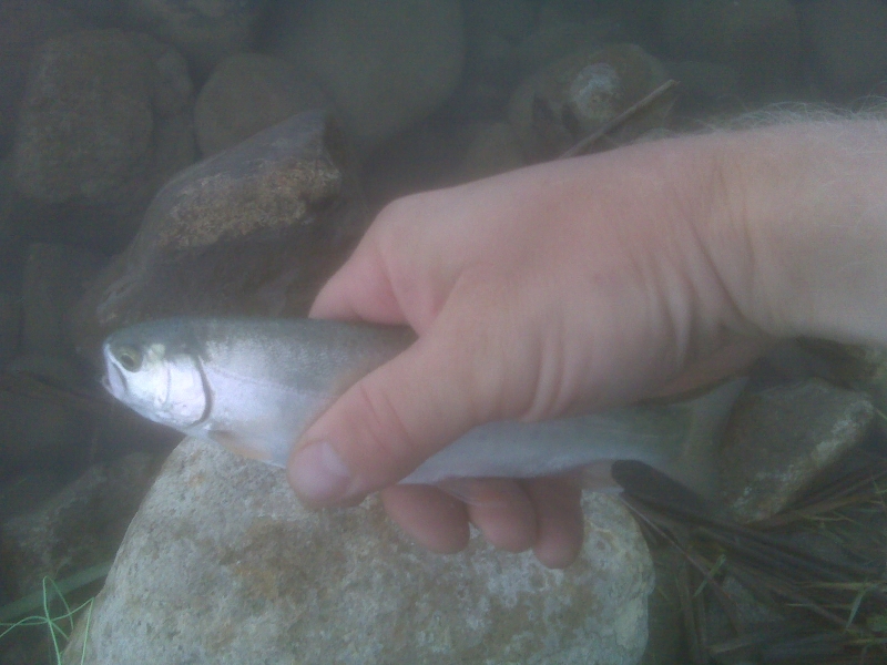 Small rainbow trout