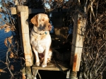 In the duck blind 