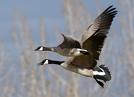 canada goose hunting
