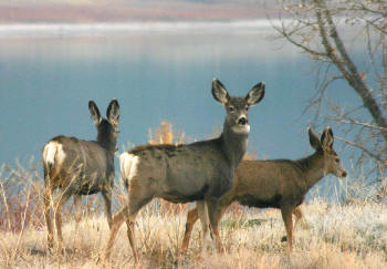 pic of mule deer hunting